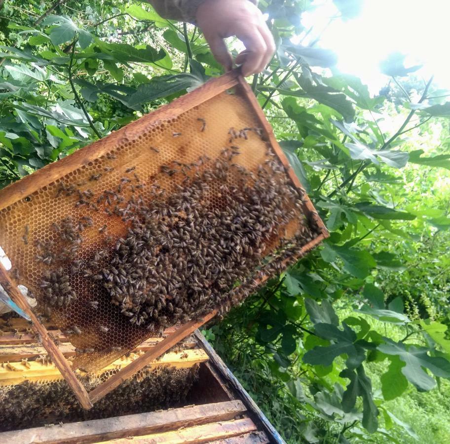 Ferienwohnung Beehives Kutaissi Exterior foto